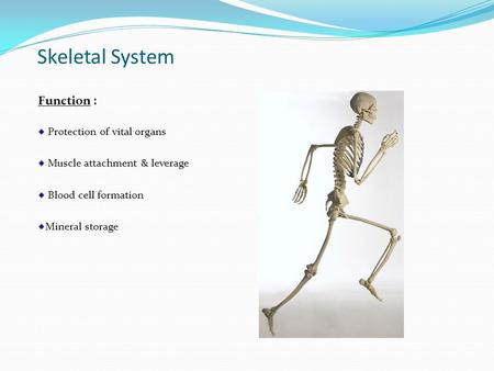 Skeletal System Function : Protection of vital organs Muscle attachment & leverage Blood cell formation Mineral storage.