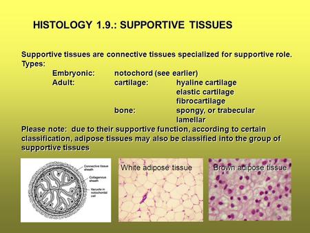 HISTOLOGY 1.9.: SUPPORTIVE TISSUES Supportive tissues are connective tissues specialized for supportive role. Types: Embryonic:notochord (see earlier)