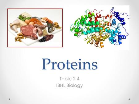 Proteins Topic 2.4 IBHL Biology. Introduction Proteins are a very important biological molecules that are involved in almost every activity that organisms.