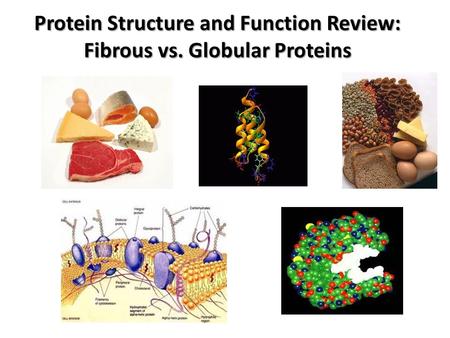 Protein Structure and Function Review: Fibrous vs. Globular Proteins.
