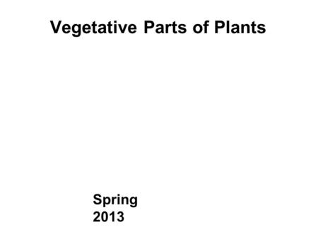 Vegetative Parts of Plants Spring 2013. Descriptive Terminology LEARN DESCRIPTIVE TERMINOLOGY = PHYTOGRAPHY - Vegetative - Floral/inflorescence - Fruit.