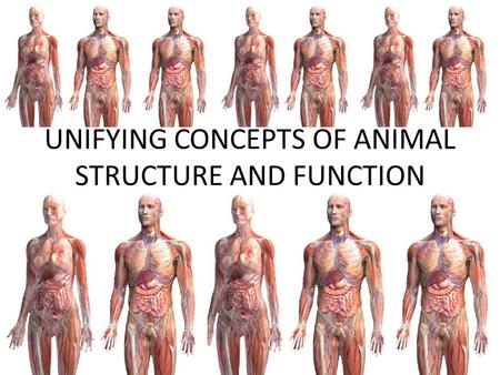 UNIFYING CONCEPTS OF ANIMAL STRUCTURE AND FUNCTION.