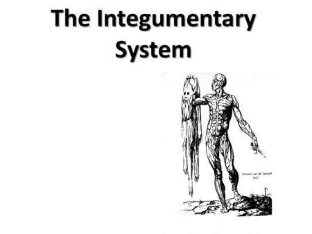The Integumentary System. Integumentary System Hair Skin Nails.