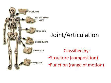 Classified by: Structure (composition) Function (range of motion)