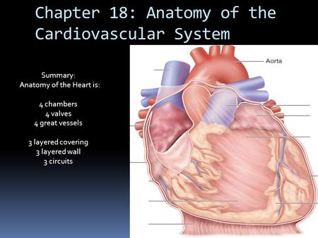 Chapter 18: Anatomy of the Cardiovascular System