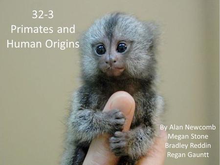 32-3 Primates and Human Origins