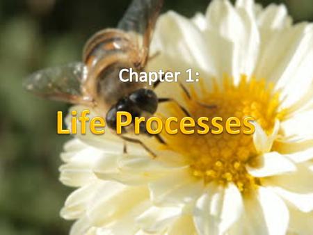 Chapter 1: Life Processes.