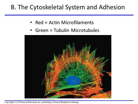B. The Cytoskeletal System and Adhesion Red = Actin Microfilaments Green = Tubulin Microtubules Copyright © 2008 Pearson Education, Inc., publishing as.
