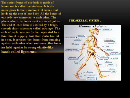 The entire frame of our body is made of bones and is called the skeleton. It is the name given to the framework of bones that holds up the rest of our.