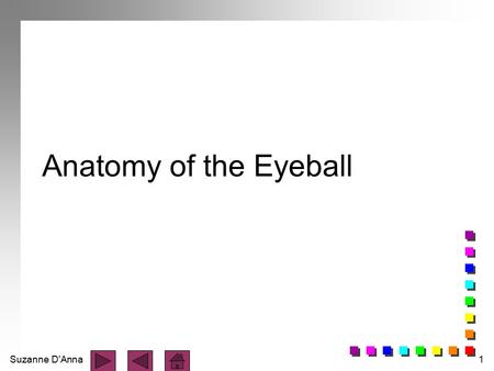 Anatomy of the Eyeball.