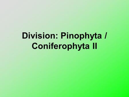 Division: Pinophyta / Coniferophyta II