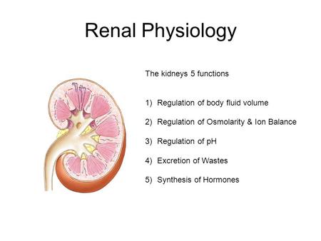 Renal Physiology The kidneys 5 functions 1)Regulation of body fluid volume 2)Regulation of Osmolarity & Ion Balance 3)Regulation of pH 4)Excretion of Wastes.