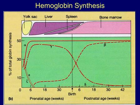 Hemoglobin Synthesis.  Chromosome 16Chromosome 11 25%  48% 1.5%0.5% 1.5%0.5% Hemoglobin synthesis.