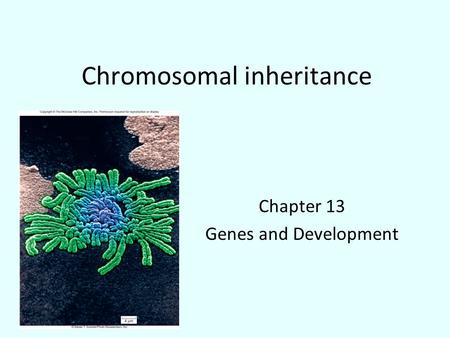 Chromosomal inheritance Chapter 13 Genes and Development.