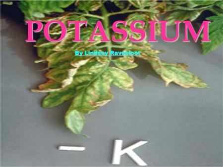POTASSIUM By Lindsey Ravesloot. DISCOVERY DISCOVERED IN 1807 BY SIR HUMPHRY DAVY DERIVED FROM CAUSTIC POTASH FIRST METAL ISOLATED BY ELECTROLYSIS.