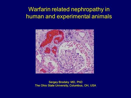Warfarin related nephropathy in human and experimental animals Sergey Brodsky MD, PhD The Ohio State University, Columbus, OH, USA.