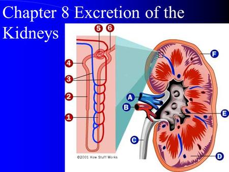 Chapter 8 Excretion of the Kidneys