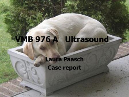 VMB 976 A Ultrasound Laura Paasch Case report. Haley Parrott 10 year old FS Labrador Presented on emergency for possible splenic mass Seen at rDVM 5 days.