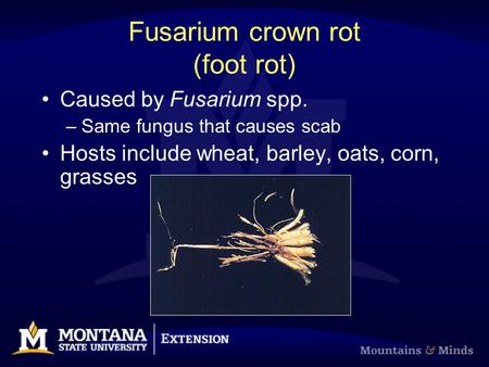 Fusarium crown rot (foot rot) Caused by Fusarium spp. –Same fungus that causes scab Hosts include wheat, barley, oats, corn, grasses.