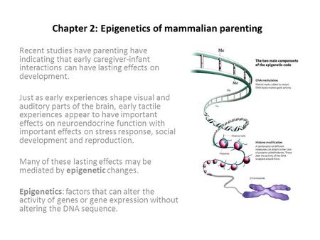 Chapter 2: Epigenetics of mammalian parenting Recent studies have parenting have indicating that early caregiver-infant interactions can have lasting effects.