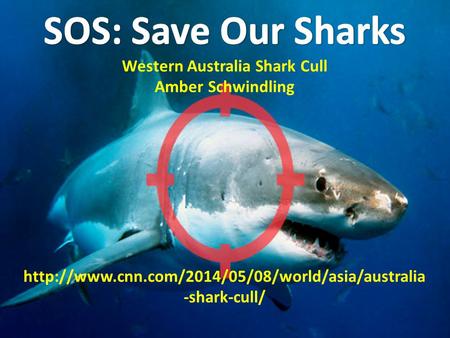 Outline I.What is the W.A. shark cull? II.W.A. shark attack records III.Opposition IV.Will it work? V.Alternative Strategies.