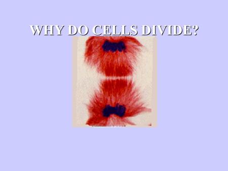 WHY DO CELLS DIVIDE?. IT’S ALL ABOUT SIZE THERE IS AN UPPER LIMIT TO HOW LARGE A CELL CAN BE.