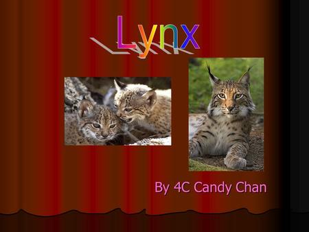 By 4C Candy Chan. P.1 Introduction P.2 What does lynx eat? P.3 Where does lynx live? P.4-5 Lynx ’ s pictures p.6 My impressions.
