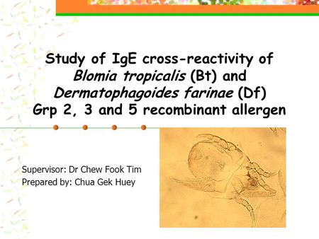 Study of IgE cross-reactivity of Blomia tropicalis (Bt) and Dermatophagoides farinae (Df) Grp 2, 3 and 5 recombinant allergen Supervisor: Dr Chew Fook.