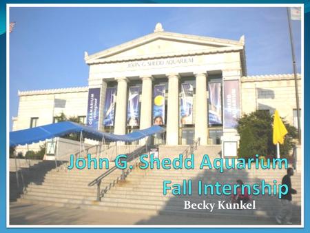 Becky Kunkel. Summary What Marine Mammal Internship When September 14 th – February 13 th Where Shedd Aquarium, Chicago IL Why One of the top animal internships.