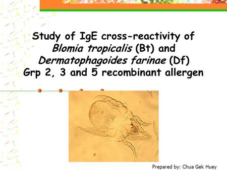 Study of IgE cross-reactivity of Blomia tropicalis (Bt) and Dermatophagoides farinae (Df) Grp 2, 3 and 5 recombinant allergen Prepared by: Chua Gek Huey.
