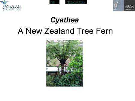 Cyathea A New Zealand Tree Fern.