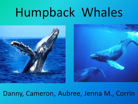 Humpback Whales Danny, Cameron, Aubree, Jenna M., Corrin.