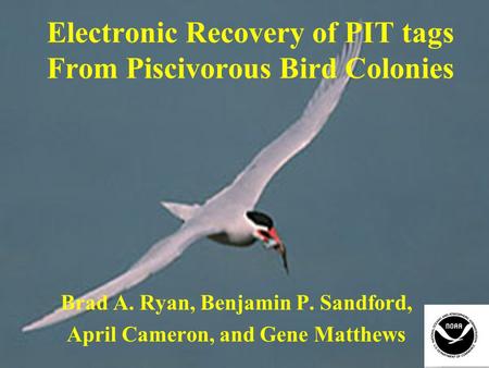 Electronic Recovery of PIT tags From Piscivorous Bird Colonies Brad A. Ryan, Benjamin P. Sandford, April Cameron, and Gene Matthews.