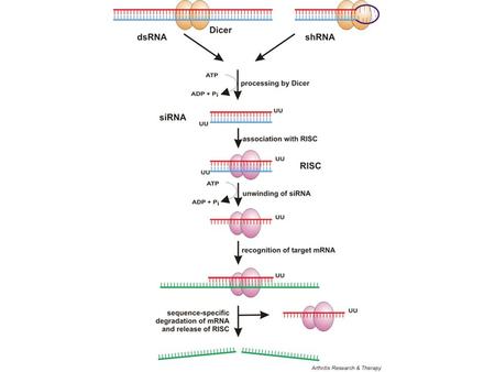 Table 1 The role of microRNAs in cancers microRNAsTumorigenesis miR-9Neuroblastoma miR-10bBreast cancer miR-15, miR-15aLeukemia, pituitary adenoma.