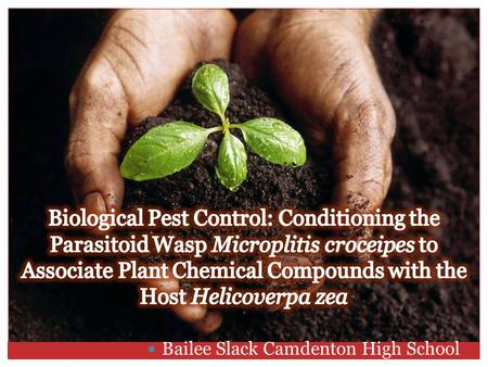 Bailee Slack Camdenton High School. Background Information: Helicoverpa zea - most costly agricultural pest in country -can damage up to 50 % of sweet.