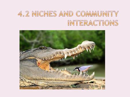 4.2 Niches and Community Interactions