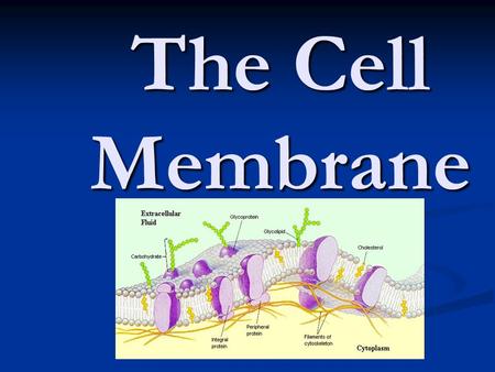 The Cell Membrane. What is the cell membrane? AKA: Plasma membrane AKA: Plasma membrane The boundary between the cell and the environment The boundary.