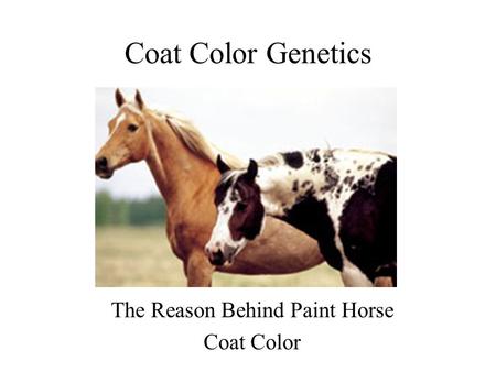 Coat Color Genetics The Reason Behind Paint Horse Coat Color.