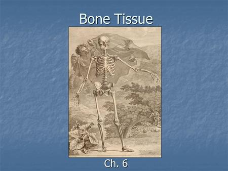 Bone Tissue Ch. 6. Objectives: Objectives: Identify main functions of osseous tissue Identify main functions of osseous tissue Identify the major parts.