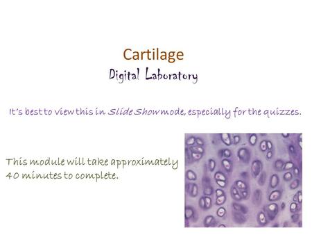 Cartilage Digital Laboratory