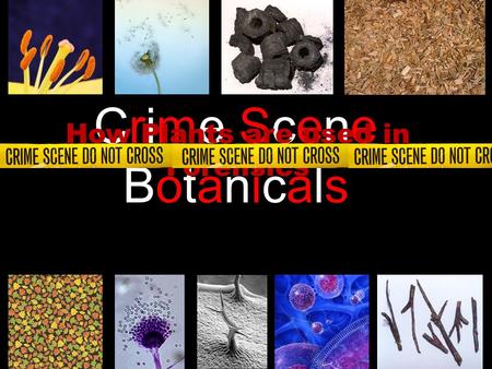 Crime SceneBotanicalsCrime SceneBotanicals How Plants are used in Forensics.