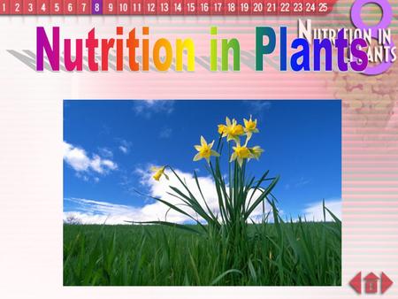 Nutrition in Plants.