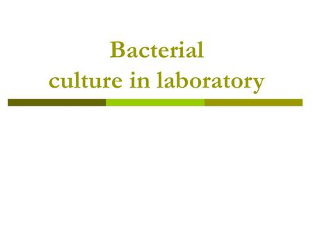 Bacterial culture in laboratory