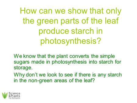 How can we show that only the green parts of the leaf produce starch in photosynthesis? We know that the plant converts the simple sugars made in photosynthesis.