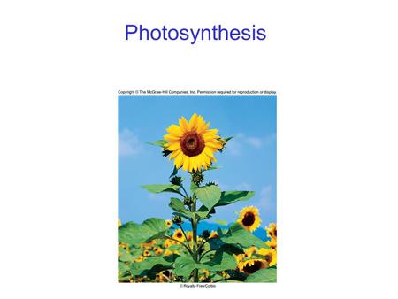 Photosynthesis. 2 Photosynthesis Overview Energy for all life on Earth ultimately comes from photosynthesis. 6CO 2 + 12H 2 O C 6 H 12 O 6 + 6H 2 O + 6O.