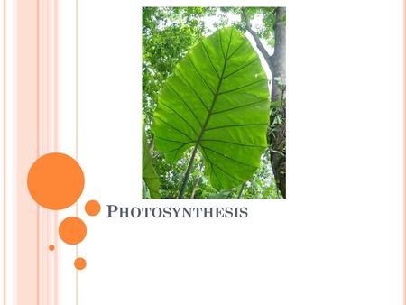 P HOTOSYNTHESIS. A UTOTROPHS Auto = self Troph = eating Organisms that can produce their own food (energy) from inorganic materials (sunlight)