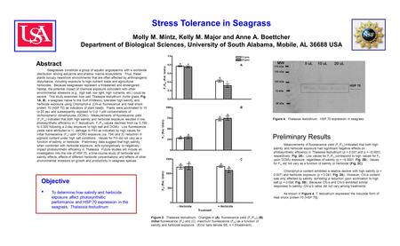 Stress Tolerance in Seagrass Molly M. Mintz, Kelly M. Major and Anne A. Boettcher Department of Biological Sciences, University of South Alabama, Mobile,