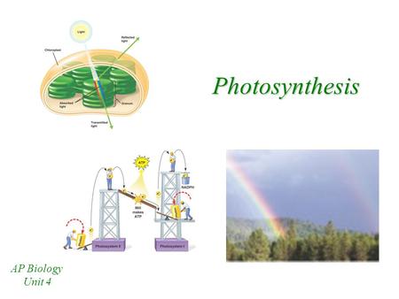 Photosynthesis AP Biology Unit 4.