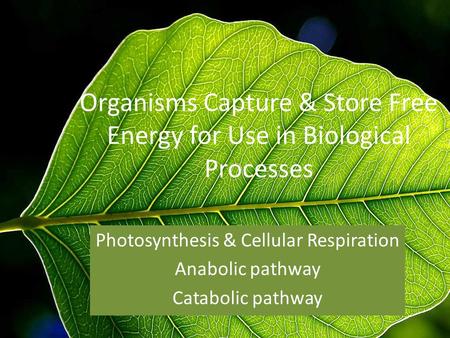 What makes photosynthesis anabolic