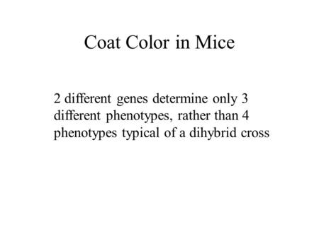 Coat Color in Mice 2 different genes determine only 3 different phenotypes, rather than 4 phenotypes typical of a dihybrid cross.